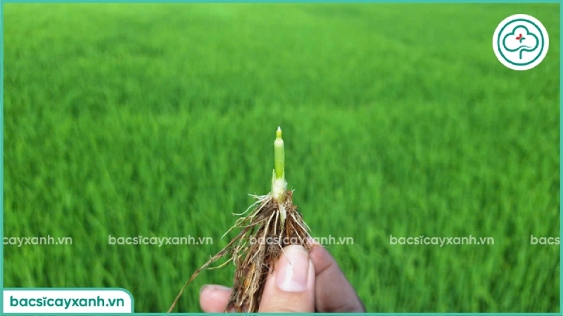 Bón phân đón đòng cho lúa vào thời điển nào